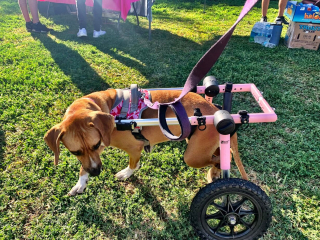 Illustration de l'article : Un retraité dévoué pour la cause animale fait don de 68 fauteuils roulants destinés aux animaux handicapés