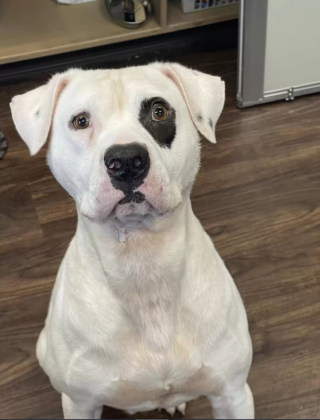 Illustration de l'article : Ignoré par les adoptants pendant des mois, ce chien s’endort avec le sourire auprès de sa nouvelle famille