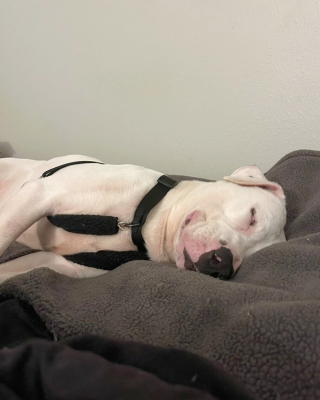 Illustration de l'article : Ignoré par les adoptants pendant des mois, ce chien s’endort avec le sourire auprès de sa nouvelle famille