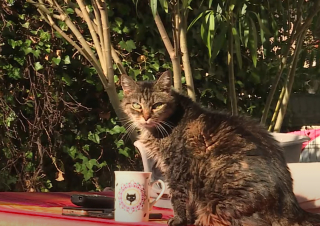 Illustration de l'article : À Cannes, une association a créé une maison de retraite spécialement dédiée aux chats
