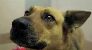 Illustration de l'article : Un chien effrayé s’enfuit pendant un feu d’artifice : ses propriétaires ont attendu 7 mois avant de le retrouver (vidéo)