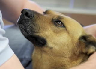 Illustration de l'article : Un chien effrayé s’enfuit pendant un feu d’artifice : ses propriétaires ont attendu 7 mois avant de le retrouver (vidéo)