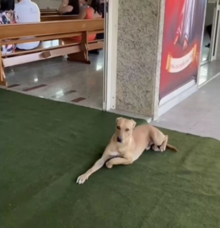 Illustration de l'article : Quand un chien errant est arrivé dans l’église pendant son mariage, ce couple était certain qu’il s’agissait d’un signe