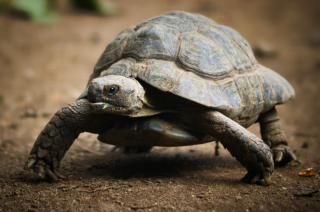 Illustration de l'article : 8 infos intéressantes sur les tortues terrestres pour vous aider à mieux les connaître