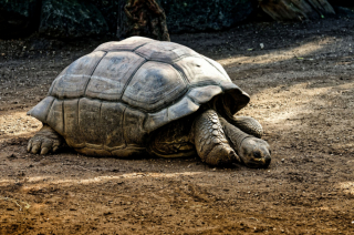Illustration de l'article : 8 infos intéressantes sur les tortues terrestres pour vous aider à mieux les connaître