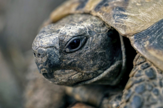 Illustration de l'article : 8 infos intéressantes sur les tortues terrestres pour vous aider à mieux les connaître
