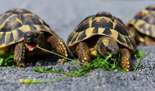 Illustration de l'article : 8 infos intéressantes sur les tortues terrestres pour vous aider à mieux les connaître