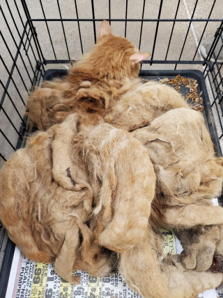 Illustration de l'article : L’incroyable métamorphose de ce chat errant, à qui 1,5 kg de fourrure emmêlée a été retiré