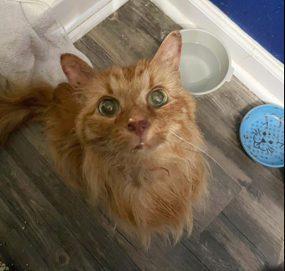 Illustration de l'article : L’incroyable métamorphose de ce chat errant, à qui 1,5 kg de fourrure emmêlée a été retiré