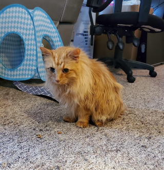 Illustration de l'article : L’incroyable métamorphose de ce chat errant, à qui 1,5 kg de fourrure emmêlée a été retiré