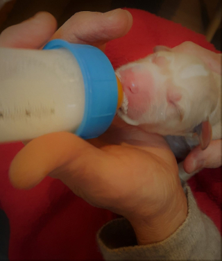 Illustration de l'article : Une femme trouve un chiot sur un trottoir, avec son cordon ombilical encore accroché, et fait tout pour le sauver