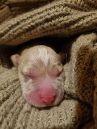 Illustration de l'article : Une femme trouve un chiot sur un trottoir, avec son cordon ombilical encore accroché, et fait tout pour le sauver