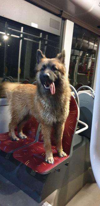 Illustration de l'article : Un chien perdu cherche de l’aide auprès d’un chauffeur de bus, qui parvient à le reconduire chez lui