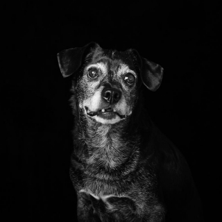 Illustration de l'article : 20 portraits de chiens et de chats noirs pour lutter contre les clichés et encourager leur adoption