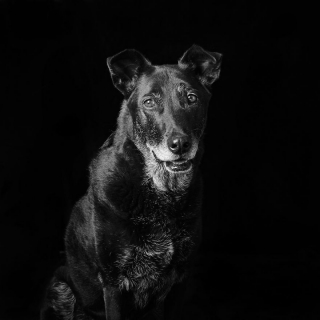 Illustration de l'article : 20 portraits de chiens et de chats noirs pour lutter contre les clichés et encourager leur adoption