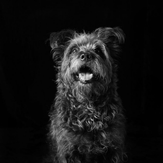 Illustration de l'article : 20 portraits de chiens et de chats noirs pour lutter contre les clichés et encourager leur adoption