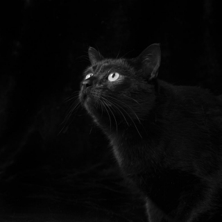 Illustration de l'article : 20 portraits de chiens et de chats noirs pour lutter contre les clichés et encourager leur adoption