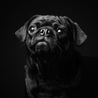 Illustration de l'article : 20 portraits de chiens et de chats noirs pour lutter contre les clichés et encourager leur adoption