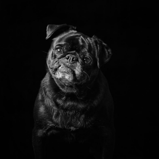 Illustration de l'article : 20 portraits de chiens et de chats noirs pour lutter contre les clichés et encourager leur adoption