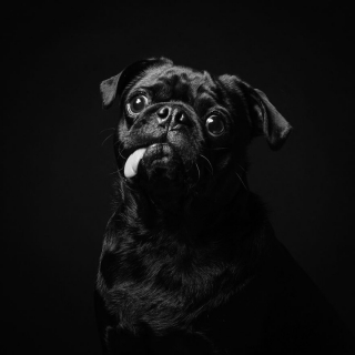 Illustration de l'article : 20 portraits de chiens et de chats noirs pour lutter contre les clichés et encourager leur adoption