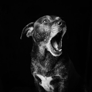 Illustration de l'article : 20 portraits de chiens et de chats noirs pour lutter contre les clichés et encourager leur adoption