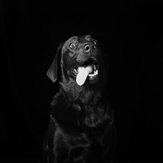 Illustration de l'article : 20 portraits de chiens et de chats noirs pour lutter contre les clichés et encourager leur adoption