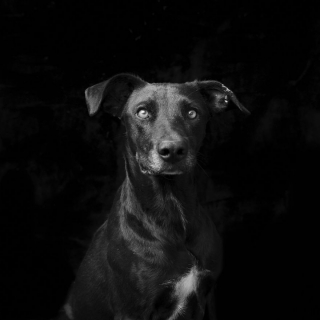 Illustration de l'article : 20 portraits de chiens et de chats noirs pour lutter contre les clichés et encourager leur adoption