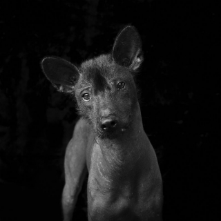 Illustration de l'article : 20 portraits de chiens et de chats noirs pour lutter contre les clichés et encourager leur adoption