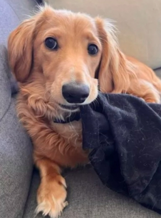 Illustration de l'article : Un chien espiègle sabote le voyage de noces de ses propriétaires en mâchant leur passeport