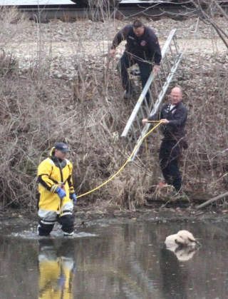 Illustration de l'article : Un Labradoodle échappe de justesse à un train et se retrouve coincé dans un lac boueux