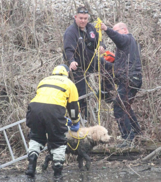 Illustration de l'article : Un Labradoodle échappe de justesse à un train et se retrouve coincé dans un lac boueux