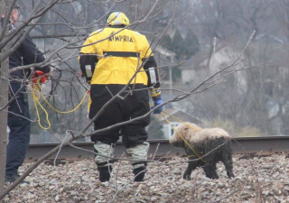 Illustration de l'article : Un Labradoodle échappe de justesse à un train et se retrouve coincé dans un lac boueux