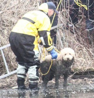 Illustration de l'article : Un Labradoodle échappe de justesse à un train et se retrouve coincé dans un lac boueux