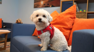 Illustration de l'article : Une petite chienne rend visite aux élèves d’une école une fois par semaine pour réduire leur anxiété