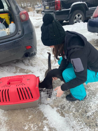 Illustration de l'article : 20 photos racontant l'histoire émouvante de 3 chatons passés de la rue à un foyer chaleureux