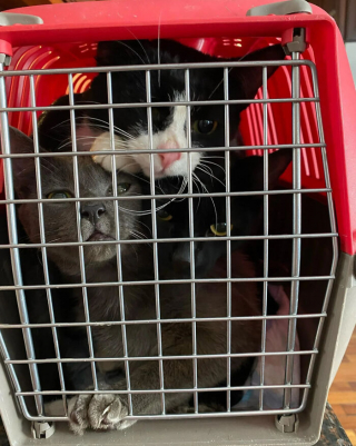 Illustration de l'article : 20 photos racontant l'histoire émouvante de 3 chatons passés de la rue à un foyer chaleureux