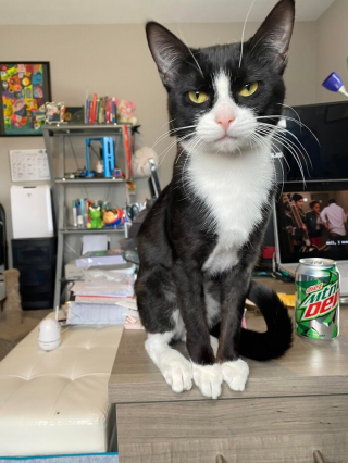 Illustration de l'article : 20 photos racontant l'histoire émouvante de 3 chatons passés de la rue à un foyer chaleureux