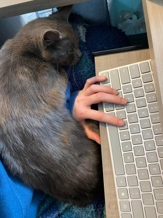 Illustration de l'article : 20 photos racontant l'histoire émouvante de 3 chatons passés de la rue à un foyer chaleureux