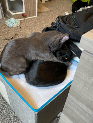 Illustration de l'article : 20 photos racontant l'histoire émouvante de 3 chatons passés de la rue à un foyer chaleureux