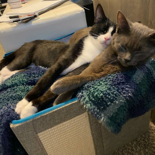 Illustration de l'article : 20 photos racontant l'histoire émouvante de 3 chatons passés de la rue à un foyer chaleureux