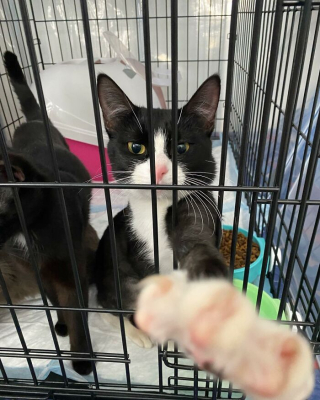 Illustration de l'article : 20 photos racontant l'histoire émouvante de 3 chatons passés de la rue à un foyer chaleureux