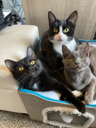 Illustration de l'article : 20 photos racontant l'histoire émouvante de 3 chatons passés de la rue à un foyer chaleureux