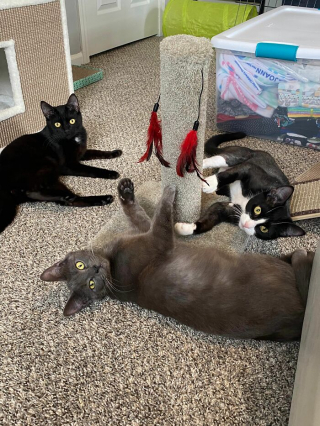 Illustration de l'article : 20 photos racontant l'histoire émouvante de 3 chatons passés de la rue à un foyer chaleureux