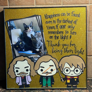 Illustration de l'article : 20 photos racontant l'histoire émouvante de 3 chatons passés de la rue à un foyer chaleureux