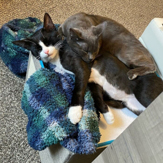 Illustration de l'article : 20 photos racontant l'histoire émouvante de 3 chatons passés de la rue à un foyer chaleureux