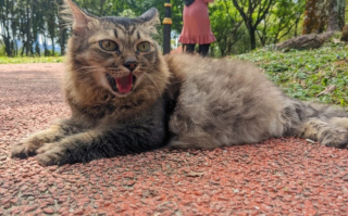 Illustration de l'article : Cet ancien chat errant a une habitude adorable lorsqu'il se rend au parc avec son propriétaire 