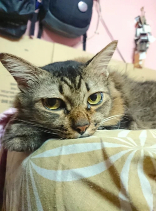 Illustration de l'article : Cet ancien chat errant a une habitude adorable lorsqu'il se rend au parc avec son propriétaire 