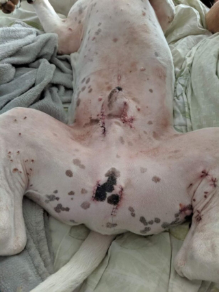 Illustration de l'article : Ancien chien de combat et unique survivant parmi ses congénères, Falkor aide désormais les personnes dans le besoin