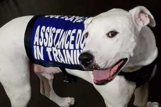 Illustration de l'article : Ancien chien de combat et unique survivant parmi ses congénères, Falkor aide désormais les personnes dans le besoin