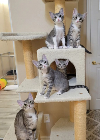 Illustration de l'article : Cette chatonne était la plus petite et faible de sa portée, mais a fait preuve d’une grande force d’esprit